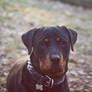 rottie in red