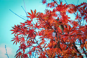 Red Leaves, and little birds