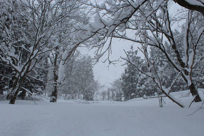 Snowy Forrest