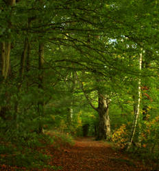 autumn road