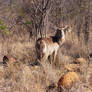 Waterbuck