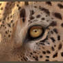 Glimpse into the Soul Leopard