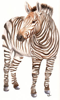 Zebra