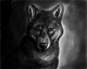 Wolf Speedpaint