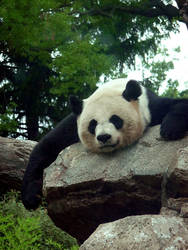 Tired Panda