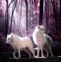 Wolves in the Enchanted Forest