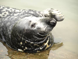 Seal