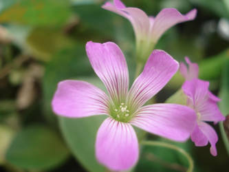 Little big flower