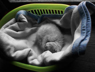 Kitten dreams Black and white.