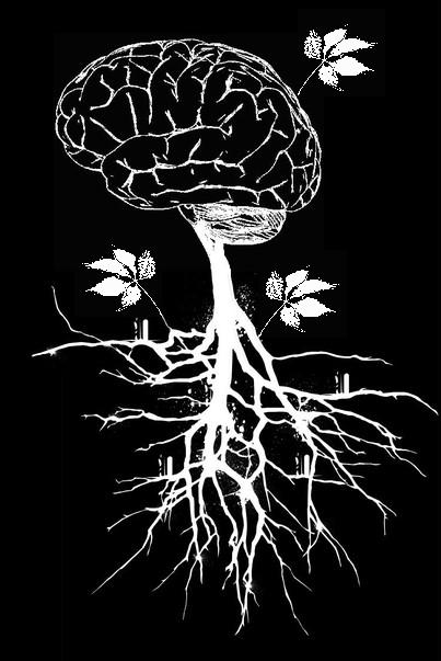 brain root