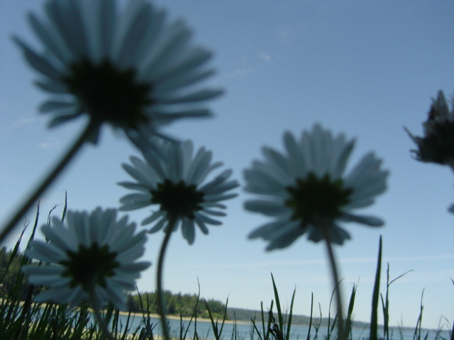 Beach Flowers