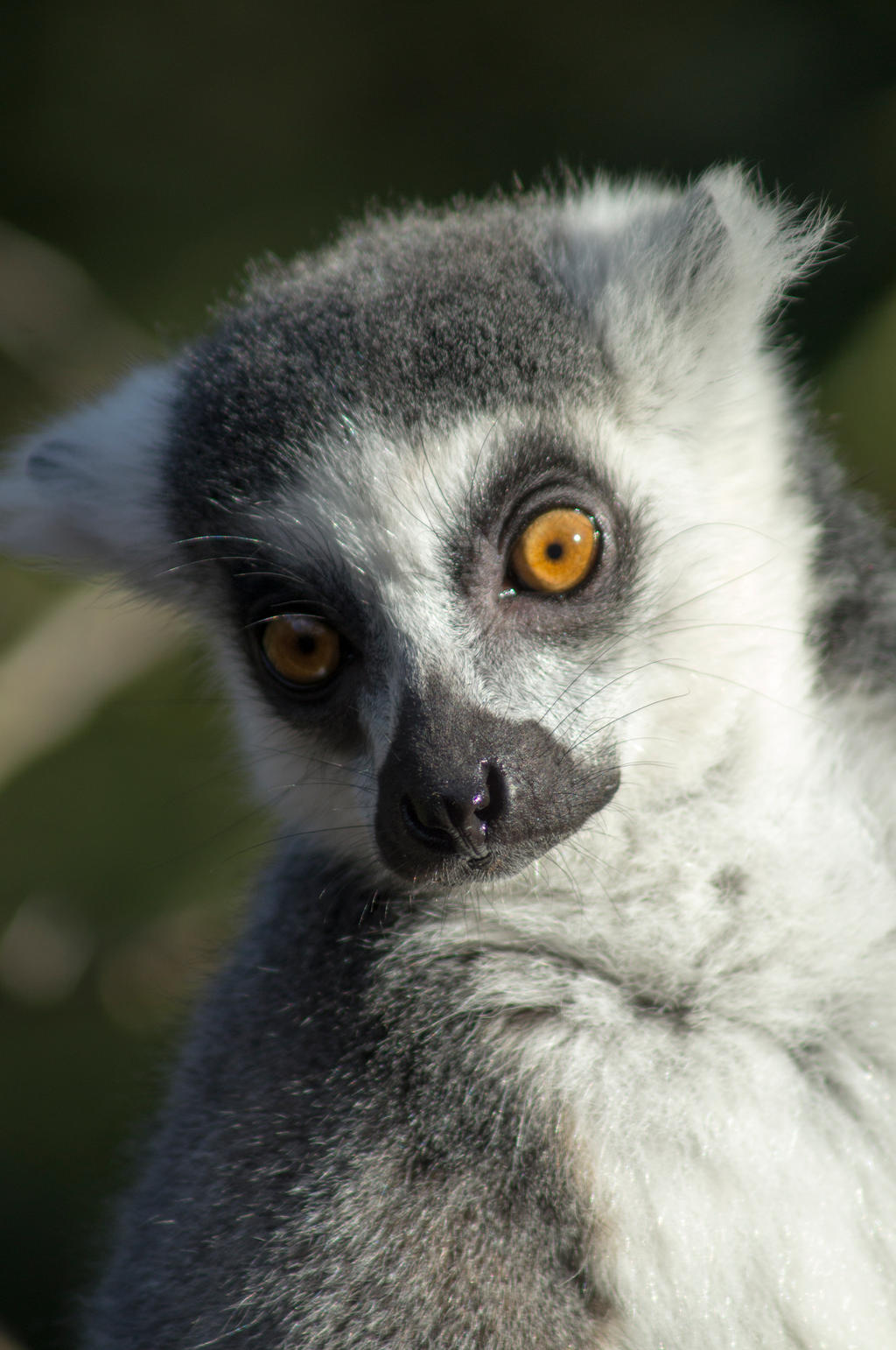 Lemur