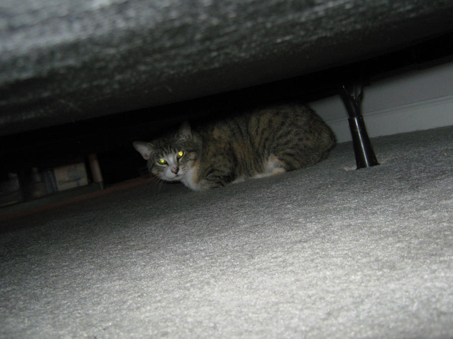Image result for cat under bed