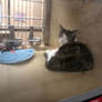 cat of the week 11/5/2012 from petsmart spring hil