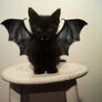 bat cat