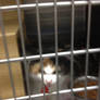 Petsmart mufreesboro  cat of the day 12/23/13