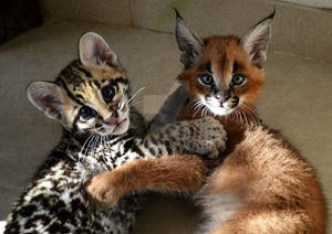 Margay and Caracal