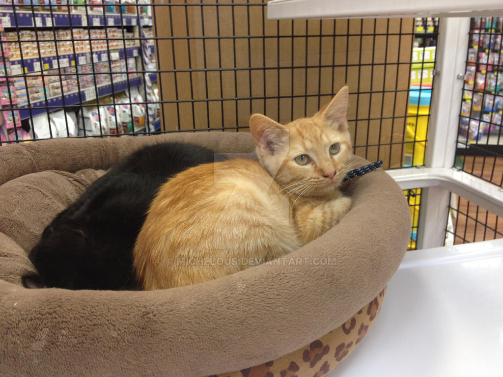 petsuper market cats of the day