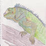 Iguana