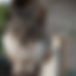 Cat's face