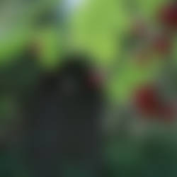 Plants and graves
