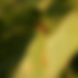 A ladybug