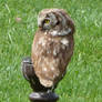 Little Owl