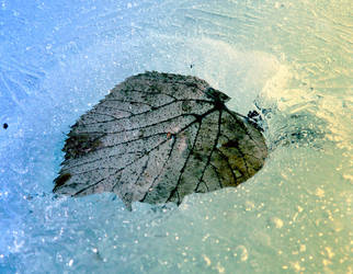 Leaf in ice