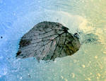 Leaf in ice by JankaLateckova