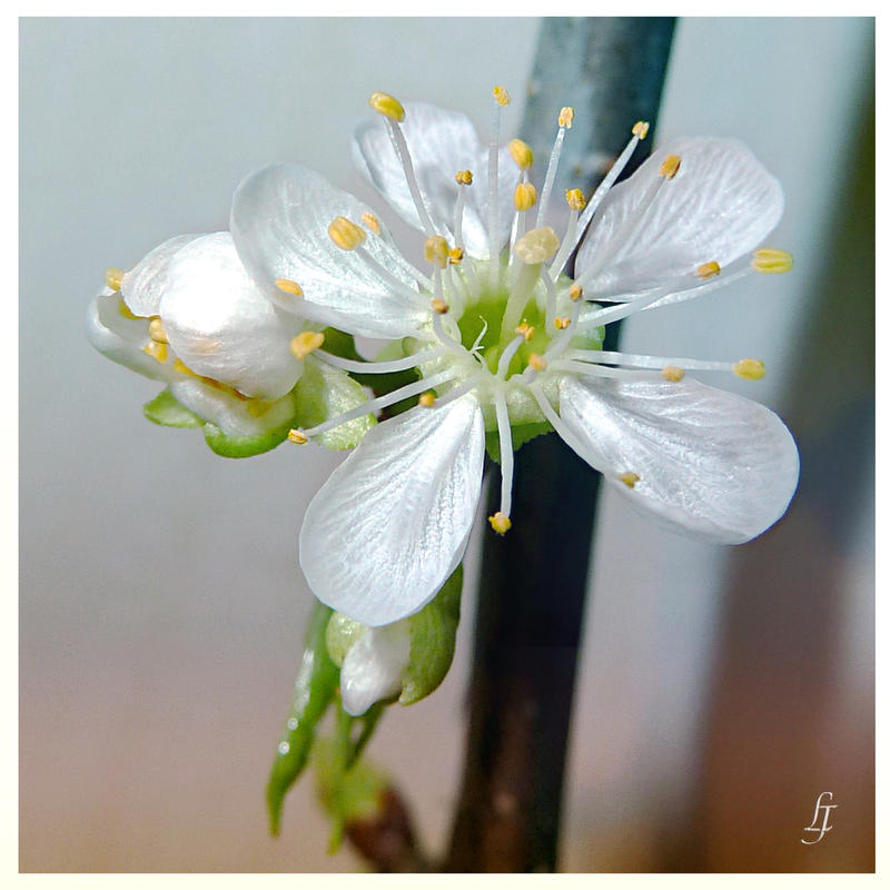 Spring flower 2