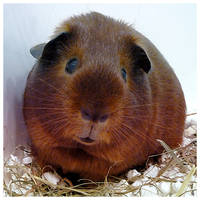 Guinea pig 2