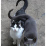 Cat's love