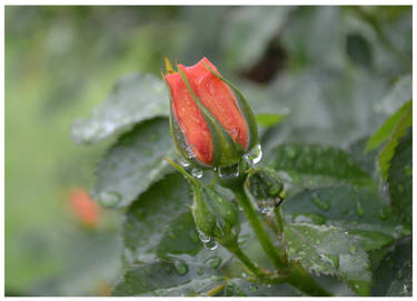 Rose bud