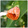 Abutilon