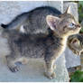 Curious kittens