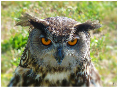 Eagle-owl