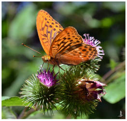 Butterfly for Jocelyne by JankaLateckova