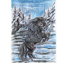 Horse in Winter