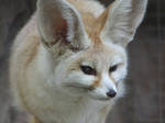 Fennec Fox - Closeup by dtf-stock