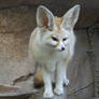 Fennec Fox - Full