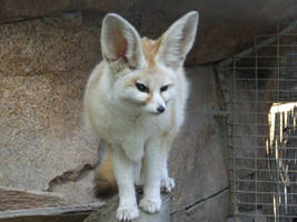 Fennec Fox - Full