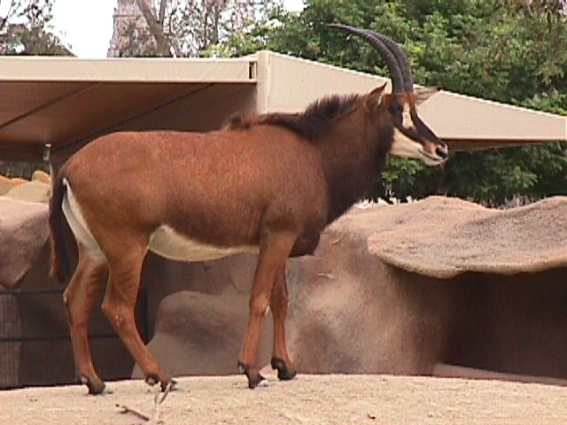 Sable Antelope