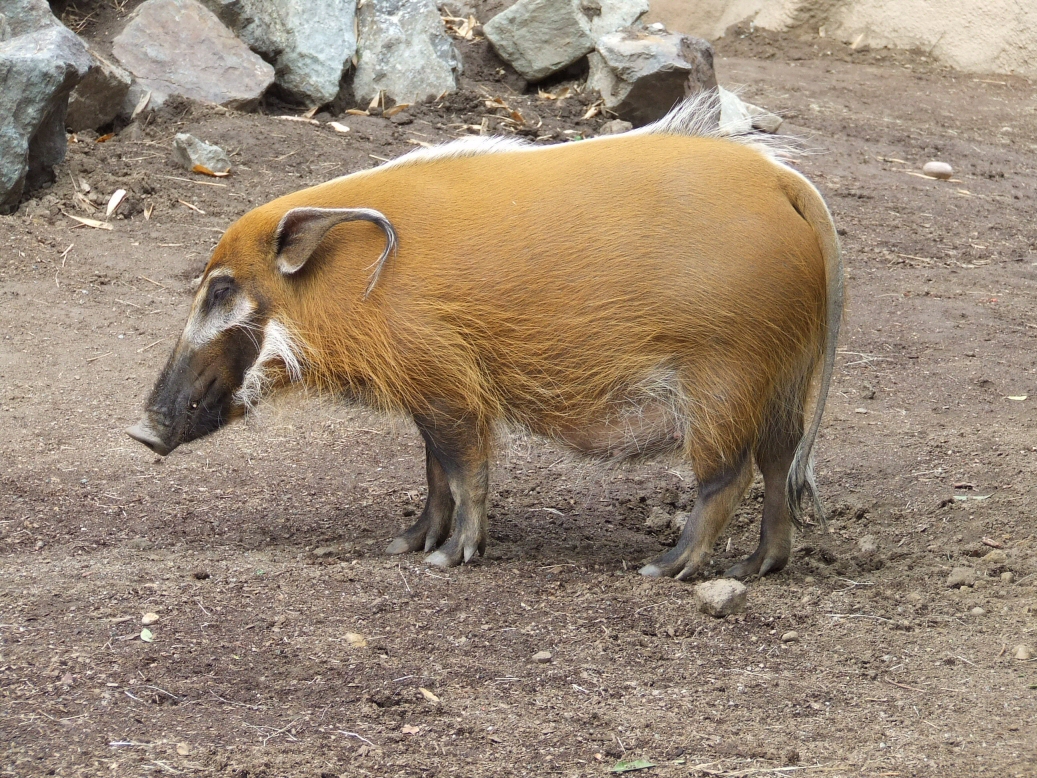 Red River Hog 1 by dtf-stock