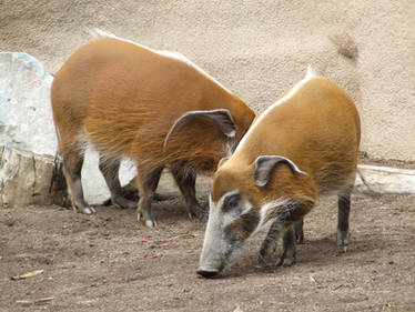 Red River Hog 2