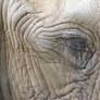 Elephant - eye