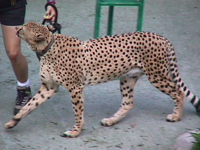 Cheetah - Chobe 3