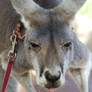 Kangaroo Tongue