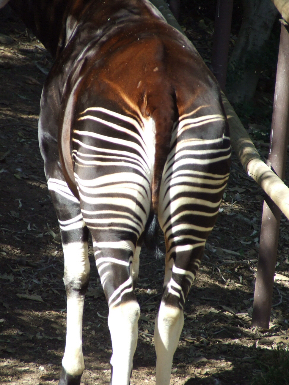 Okapi butt