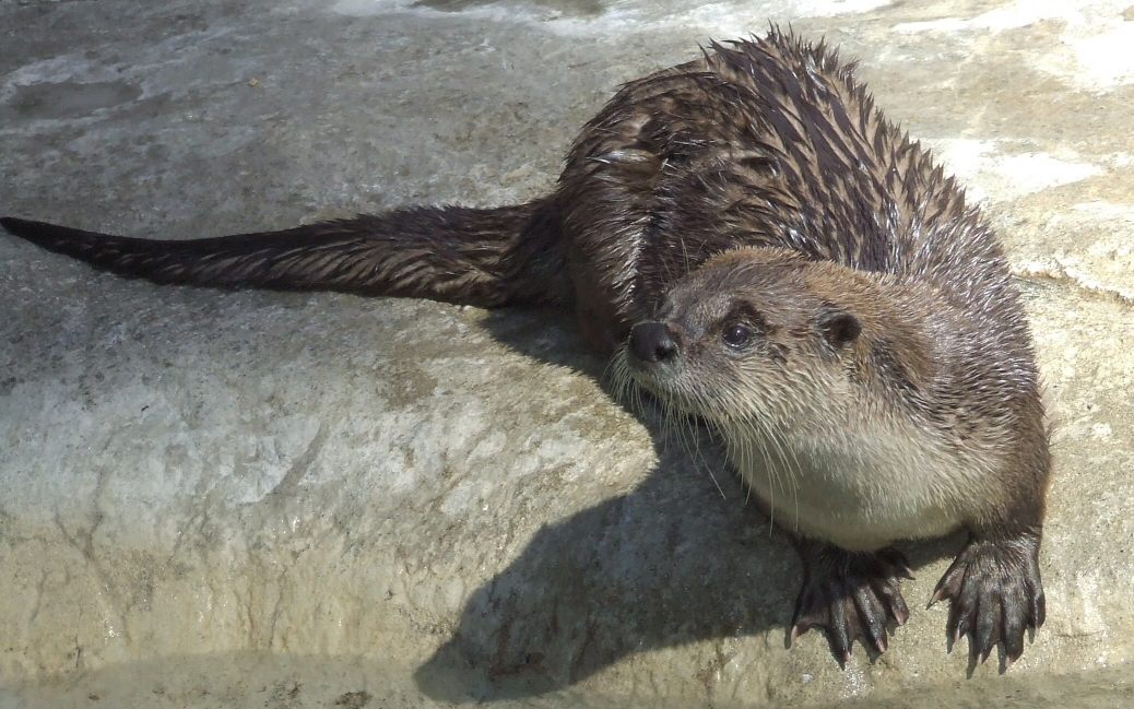 Otter full size