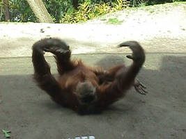 Orangutan Rollin